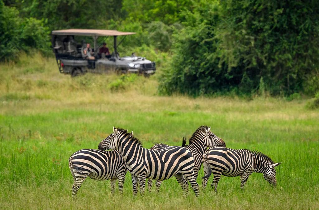 Classic Savannah Safari in Akagera National Park